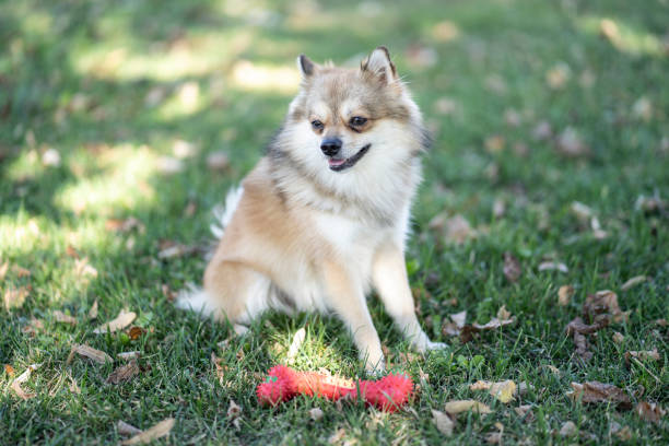 Little dog playing with a toy in park.