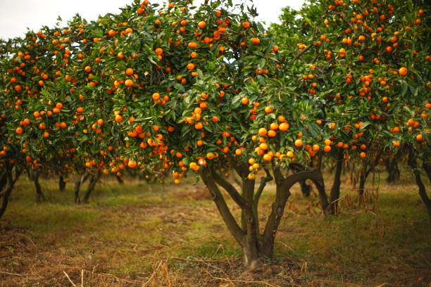 istock Autumn landscape with tangerine garden. 1182146300
