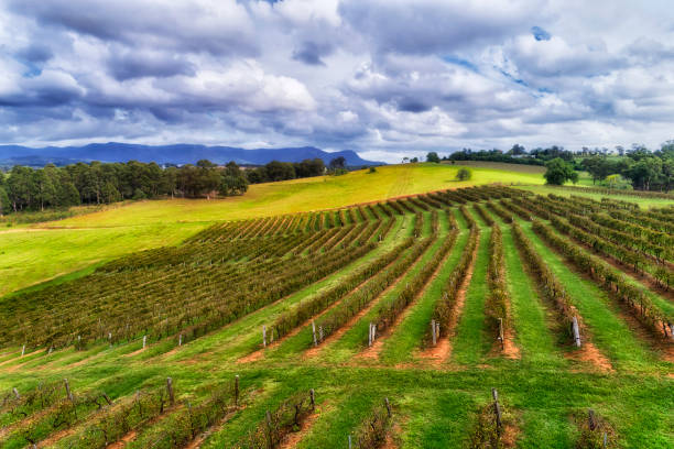 d hv zielone linie chmury niebo - vineyard hunter valley australia vine zdjęcia i obrazy z banku zdjęć