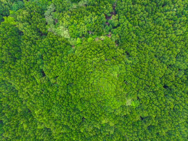 緑の熱帯マングローブ林の背景 - landscape aerial view lumber industry agriculture ストックフォトと画像