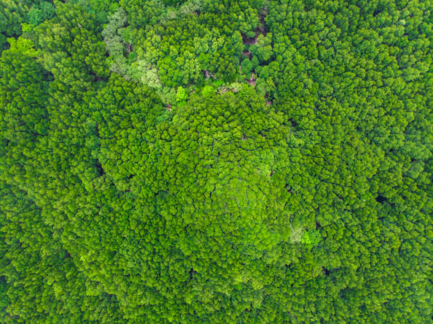 istock Green tropical mangrove forest background 1182149145