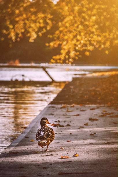 A mallard walks along the Speed River, the sunshine glowing softly in the background.