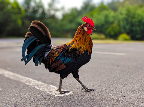 Kauai wild Rooster crossing the road