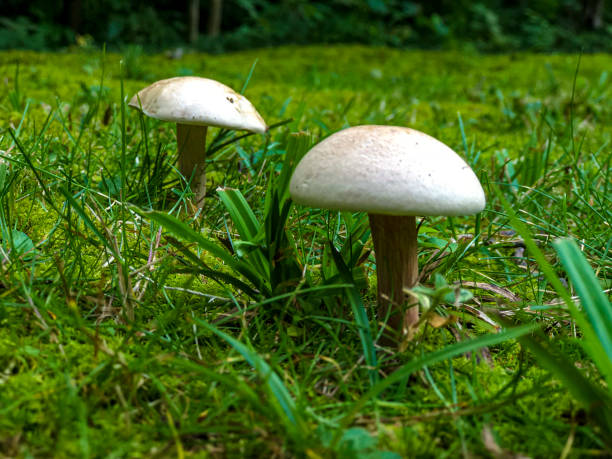 White mushrooms on green grassy field