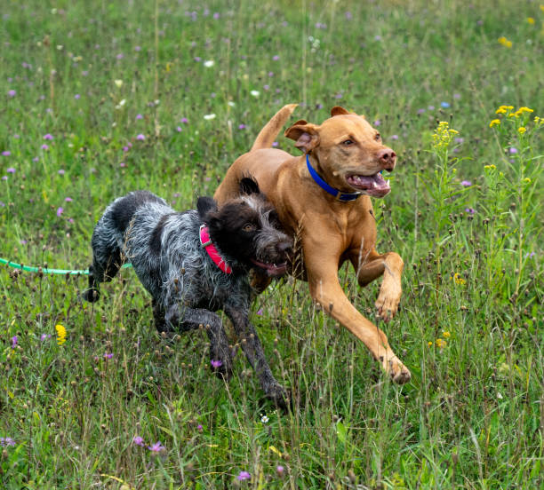 istock vizsla and wirehaired pointing griffon at play 1182151598