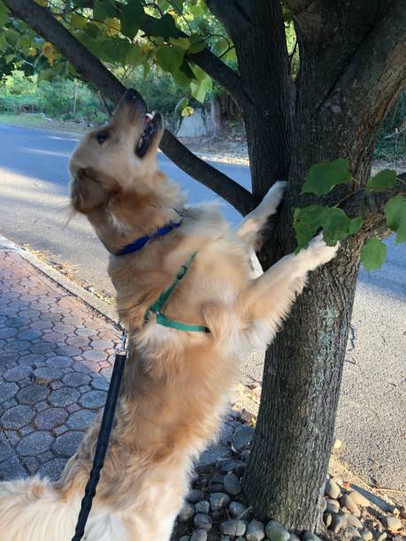 istock Golden Retriever Climbing Tree 6 1182152290