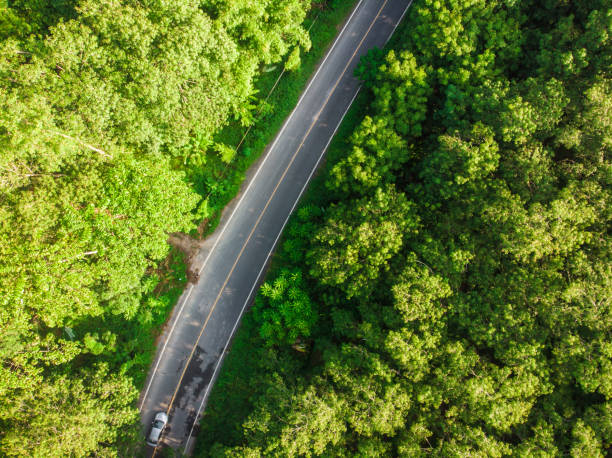 istock Asphalt road curve in tropical green forest 1182152996