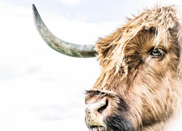 photograph of a highland cow
