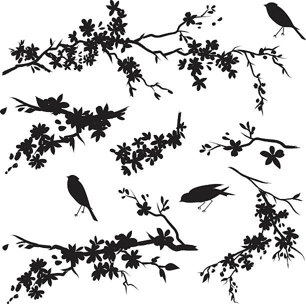 Cherry Blossom Branches in Bloom & Birds Black Silhouette Cherry blossoms Sparrows & Sakura. Three Black Sparrow and Cherry Blossoms Branches Silhouettes. Cherry blossom branches has flowers in bloom.  The cherry Blossom branches and flowers are various sizes. some of the Branches are simple while others are more detailed. single flower flower black blossom stock illustrations