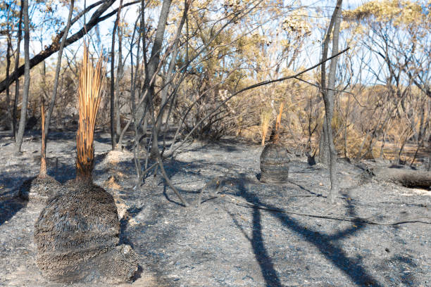 istock Aftermath Of A Bush Fire at Barden Ridge 1182153930