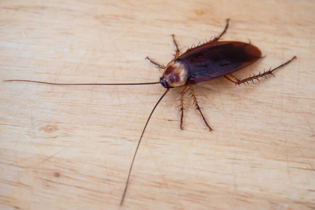 istock Close up long mustache cockroach on wooden board 1182154001