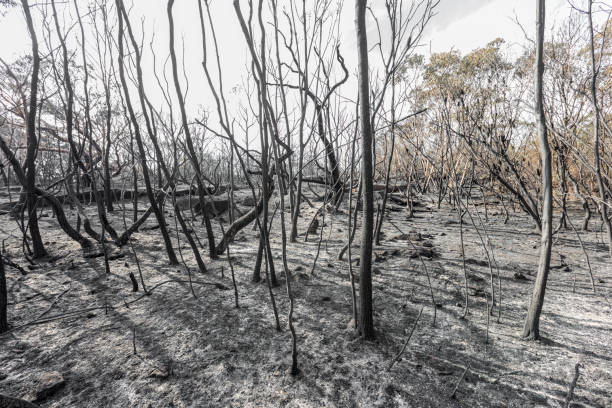 istock Aftermath Of A Bush Fire at Barden Ridge 1182154656
