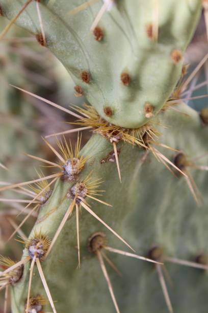 istock OPUNTIA PHAEACANTHA - JOSHUA TREE NP - 100119 B 1182154821