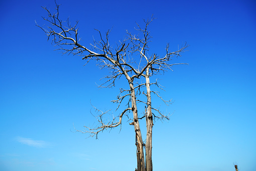 dry tree against blue sky