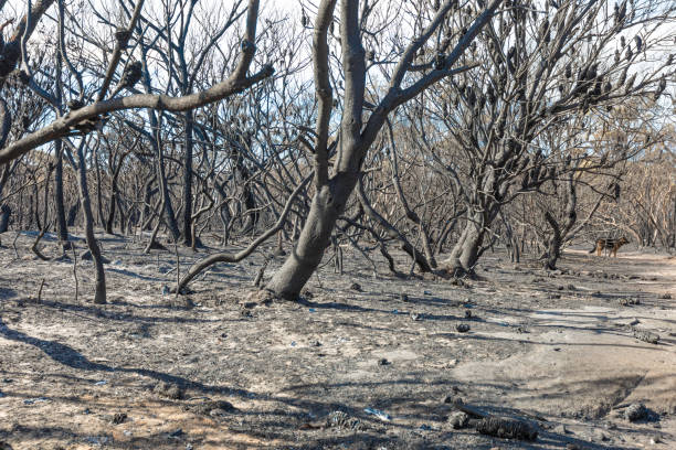 istock Aftermath Of A Bush Fire at Barden Ridge 1182156312