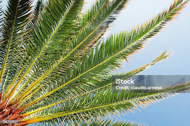 Foglia Di Palma - Fotografie stock e altre immagini di Albero - Albero, Albero tropicale, Cielo