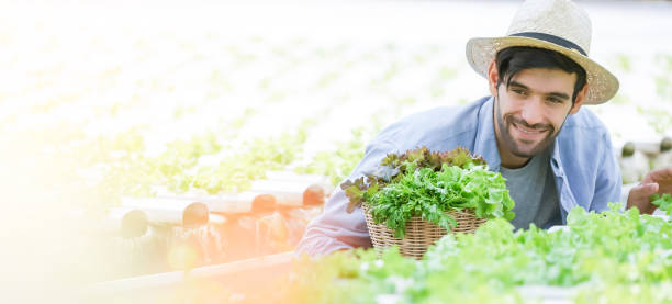 inteligente caucasiano proprietário pequena empresa verde casa hidropônico vetgetable fazenda segurando uma caixa de planta para salada na fazenda - smart casual occupation casual healthy eating - fotografias e filmes do acervo