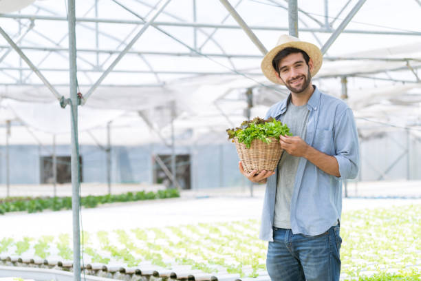 inteligente caucasiano proprietário pequena empresa verde casa hidropônico vetgetable fazenda segurando uma caixa de planta para salada na fazenda - smart casual occupation casual healthy eating - fotografias e filmes do acervo