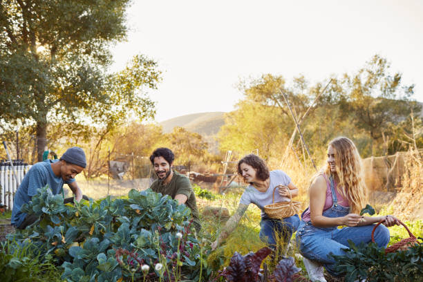 istock Diverse group of smiling friends working in a vegetable garden 1182162594