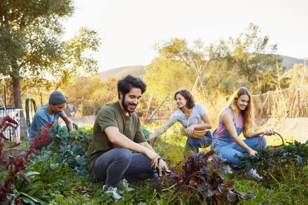 istock Smiling diverse friends working together in their vegetable garden 1182163614