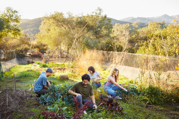 istock Friends working in an organic vegetable patch on a farm 1182164994