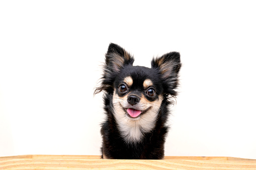 bright color hair chihuahua dog sit relax studio shot on white background