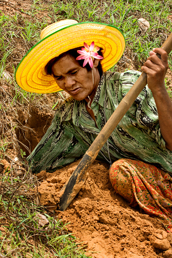 Issan, Thailand - April 28, 2008: Adult Thai woman wearing a skirt, blouse and yellow brimmed hat is digging for scorpions to eat in Issan, Thailand, Asia