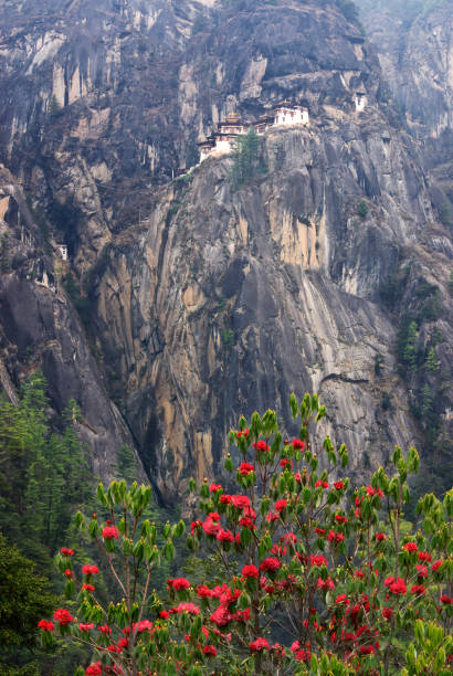 Rhododendrons along Tiger's Nest hike Paro, Bhutan - April 25, 2008: Distant view of  Tiger's Nest, the mythical temple perched on the rocky cliff where Guru Rinpoche flew here on a tigress to subdue demons of Paro Valley and create a temple for the Bhutanese people to worship Buddha. taktsang monastery photos stock pictures, royalty-free photos & images