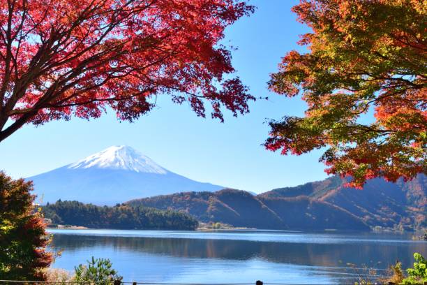 mt fuji and autumn leaf color in fuji five lakes region, japon - japanese maple leaf water japan photos et images de collection