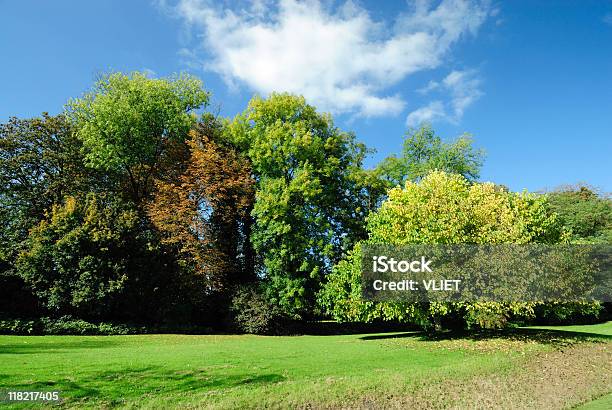 Bäume Im Herbst Stockfoto und mehr Bilder von Von Bäumen gesäumt - Von Bäumen gesäumt, Feld, Baum