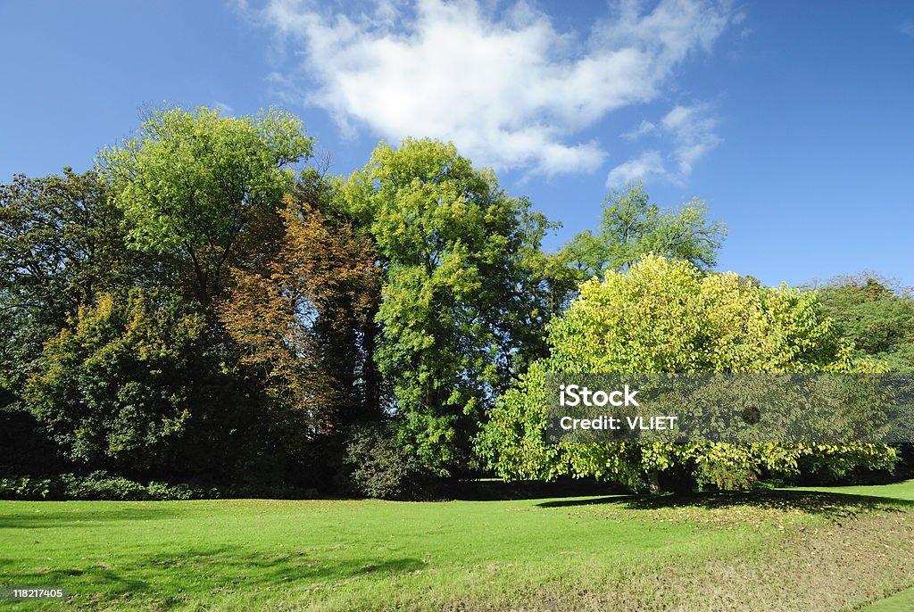 Alberi in autunno - Foto stock royalty-free di Alberato