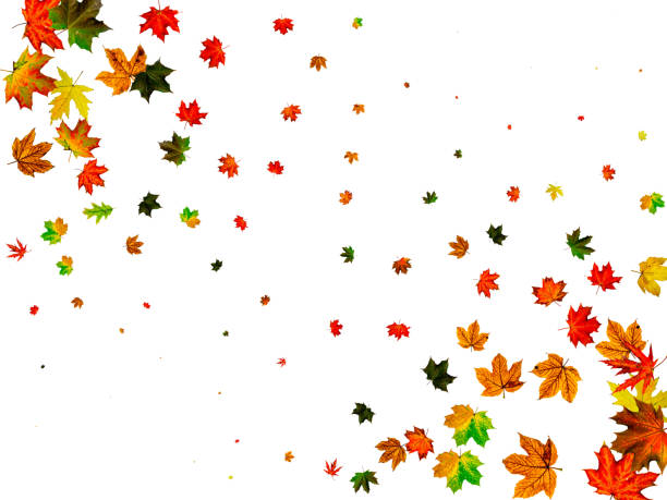 istock Autumn leaves border. October thanksgiving pattern isolated on white background. Falling leaves concept 1182175610