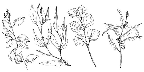 illustrations, cliparts, dessins animés et icônes de feuilles d'arbre d'eucalyptus de vecteur. art d'encre gravé noir et blanc. élément isolé d'illustration d'eucalyptus. - fleur flore illustrations