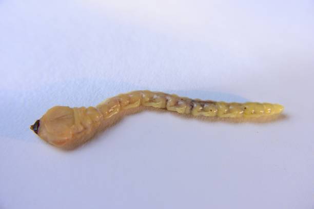 istock Dorysthenes buqueti Guerin,worm 1182178752