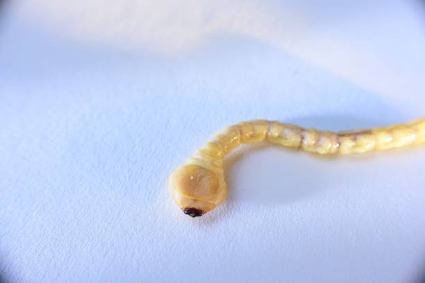 istock Dorysthenes buqueti Guerin,worm 1182178766