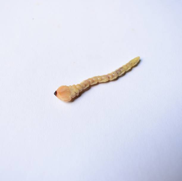 Dorysthenes buqueti Guerin,Sugarcane stem boring grub