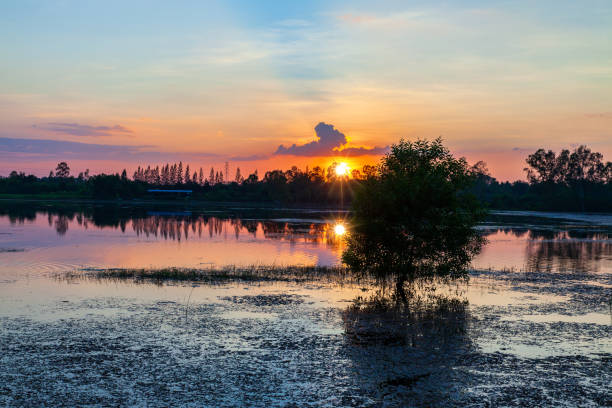 istock Landscape of river and tree on sunset background 1182179068