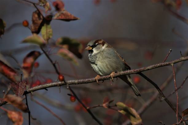 istock A House Sparrow stock photo 1182179654