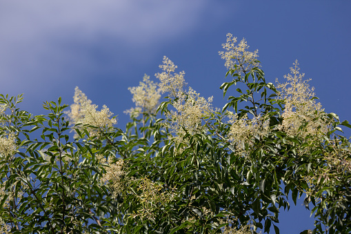 Green leaf of tree and White Flower in blue sky or Fraxinus griffithii tree