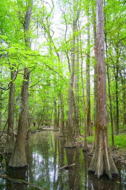 istock Congaree Swamp, South Carolina 1182180907