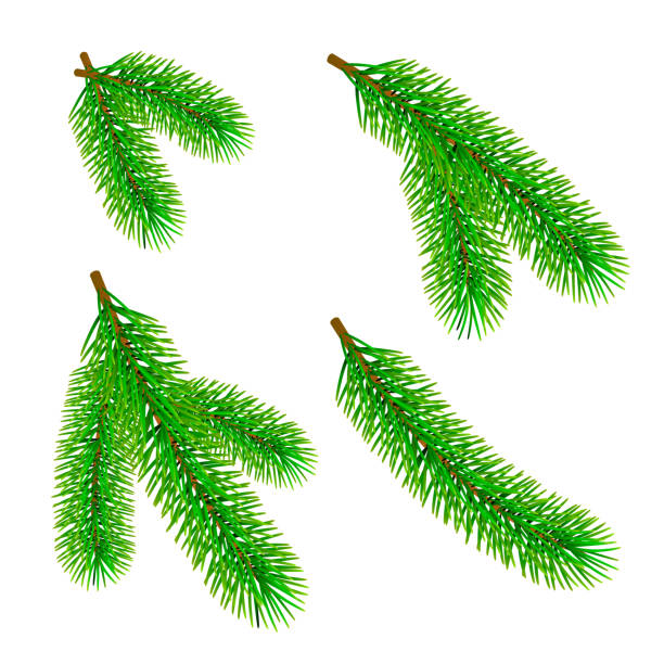 istock Green fir branch isolated on white background. Traditional Christmas evergreen tree decoration element. Vector 1182183028