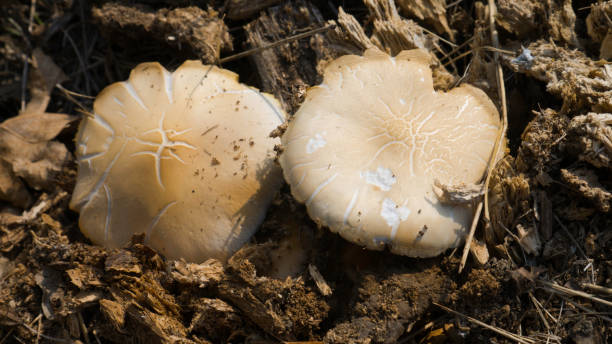 istock Two mushrooms growing from rotting stump. 1182185408