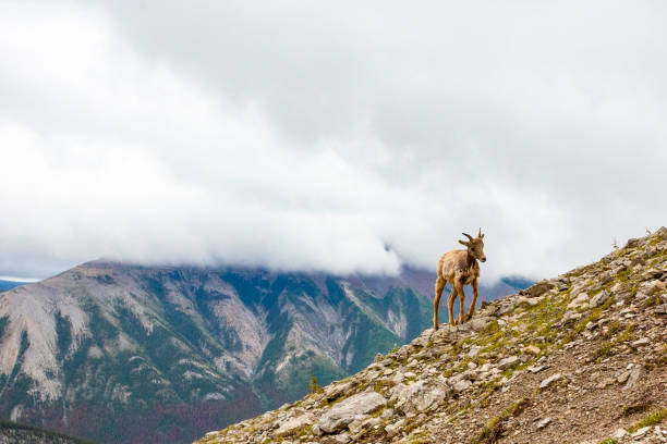 Big horn sheep at Jasper National Park, Alberta, Canada