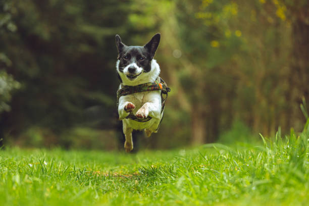 istock Playful Border Jack puppy 1182187468