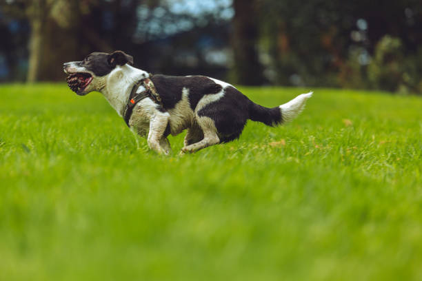 istock Playful Border Jack puppy 1182187482