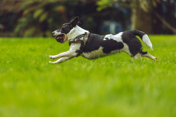 istock Playful Border Jack puppy 1182188126