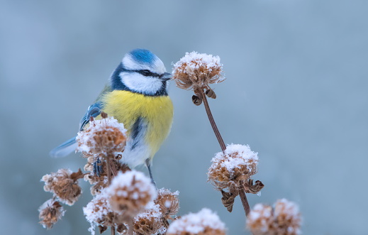 Blue tit in winter,Eifel,Germany.
Please see more similar pictures on my Portfolio.
thank you!