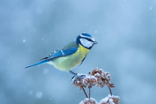 Blue tit in winter stock photo