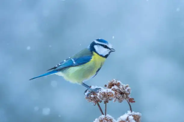Blue tit in winter,Eifel,Germany.
Please see more similar pictures on my Portfolio.
thank you!