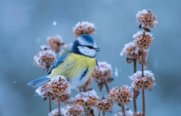 Blue tit in winter Blue tit in winter,Eifel,Germany.
Please see more similar pictures on my Portfolio.
thank you! snow flowers stock pictures, royalty-free photos & images